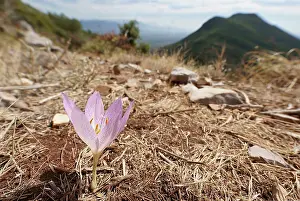 Iridaceae Prints: Autumn crocus (Crocus boryi) in flower on the slopes of Mount Ithomi