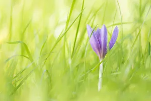 Steve Nicholls - Flowers Of The Field Prints: Autumn crocus or meadow saffron (Colchicum autumnalis) in Eades Meadow, Worcestershire