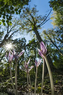 2020 April Highlights Prints: Autumn crocus or meadow saffron (Colchicum autumnalis) in Lower Woods, Gloucestershire