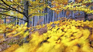 April 2021 Highlights Gallery: Autumn European beech (Fagus sylvatica) and pine forest in the background photographed with a wide