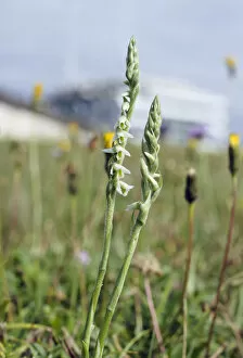 Autumn Lady s-tresses orchid (Spiranthes spiralis) locally rare plant