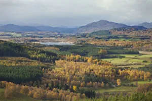 Autumn landscape with birch and pine woodland, Strathspey, Cairngorms National Park