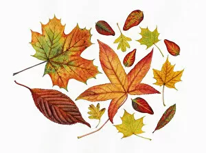 Acer Gallery: Autumn leaves including Sweet gum (Liquidambar styraciflua)