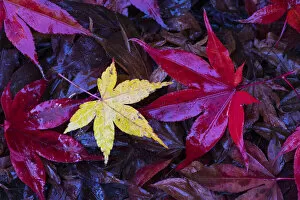 Autumn Update Collection: Autumn leaves, Japanese maple (Acer palmatum) Lu Shan, Taiwan