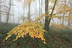 Images Dated 28th November 2011: Autumn leaves in a misty Beech (Fagus) woodland. Saint Gobain, France, November 2010