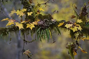 Autumn leaves on moss covered tree with fern epiphyte. humid montane mixed forest