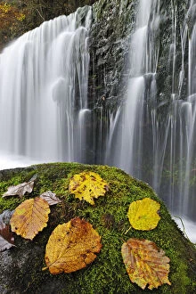 Images Dated 8th November 2011: Autumn leaves on mossy rock in front of Sgwd Isaf Clun-gwyn waterfall. Ystradfellte