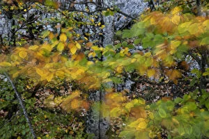 Autumn leaves moving in the wind, Plitvice Lakes National Park, UNESCO World Heritage Site