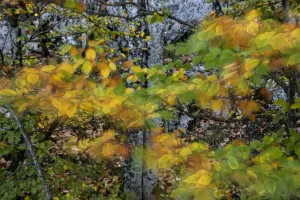 Autumn Prints: Autumn leaves moving in the wind, Plitvice Lakes National Park, UNESCO World Heritage Site