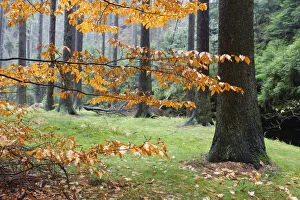 Autumn leaves and tree trunks, Rynartice, Ceske Svycarsko / Bohemian Switzerland National Park
