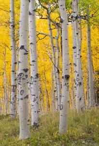 Autumn quaking aspen grove (Populus tremuloides) with trunks scarred by browsing elk