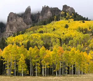 Autumn quaking aspen trees (Populus tremuloides) below Turret Ridge