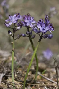 Asparagaceae Gallery: Autumn squill (Scilla autumnalis) Sark, British Channel Islands, August