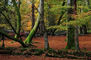 Mosses Prints: Autumn trees in Acres Down Woodland