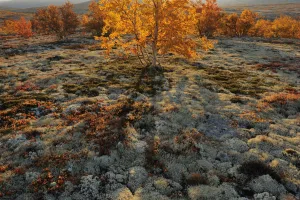 Tundra Prints: Autumn trees and Reindeer lichen / moss in Forollhogna National Park, Norway, September