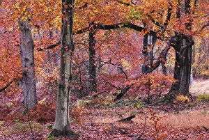 Images Dated 14th July 2014: Autumnal Beech (Fagus) trees, Savernake Forest, Wiltshire, UK, November 2012