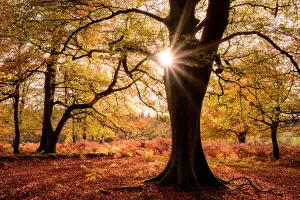 Rosanae Prints: Autumnal beech trees ((Fagus sylvatica) at Bolderwood