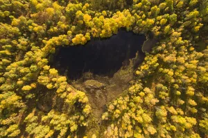 Betula Prints: Autumnal Birch (Betula pendula) trees surrounding a small loch