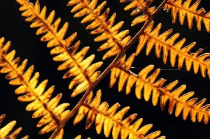 Images Dated 12th February 2009: Autumnal bracken {Pteridium aquilinum} backlit, Exmoor National Park, Somerset, UK