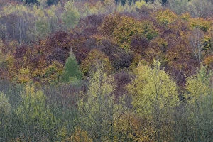 Autumnal forest, Vosges forest, France, November 2014