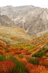 Images Dated 26th April 2020: Autumnal mountain vegetation in arid Zanskar Mountains. Ladakh, India. September 2011