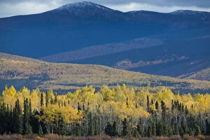 Autumnal Quaking aspen (Populus tremuloides) and pine tree forest, along the Klondike