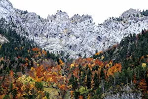 Autumnal trees growing in steep gorge, Ordesa y Monte Perdido National Park, Huesca