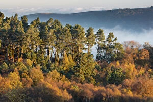 Autumnal trees near Webbers Post, Exmoor National Park, Somerset, England, UK