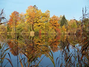 Autumnal trees reflecting in lake, Penzberg, Upper Bavaria, Germany. October, 2020