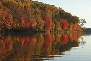 Maryland Prints: Autumnal trees reflecting on lake, Maryland, USA. October, 2024