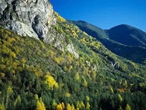 Autumnal trees and a rocky outcrop in Sierra del Balcon. Valley de Ordesa Natural Park