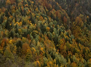 Autumnal trees in the Valley of Varrados, Val d Aran, Catalonia, Pyrenees