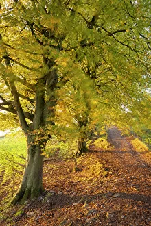 Somerset Prints: Autumnal trees along the West Mendip Way