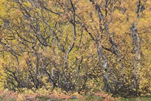 Autumnal tundra woodland of primarily Birch (Betula sp) and Willow (Salix sp), Myvatn