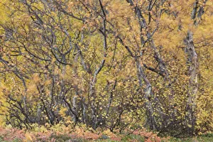 Tundra Prints: Autumnal tundra woodland of primarily Birch (Betula sp) and Willow (Salix sp), Myvatn
