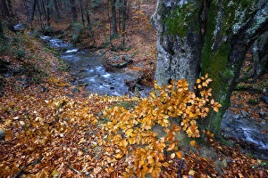 Autumns colours in Carpathian beech forest. Bieszczady, Carpathian Mountains