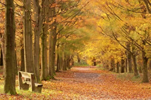 Avenue of European beech trees {Fagus sylvatica} and bench in autumn, Beacon Hill Country Park