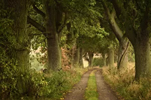 Footpaths Collection: Avenue of Oak trees (Quercus) Eickelberg, Warnowtal, Germany, September