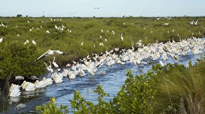 Ardea Gallery: Avian feeding frenzy with a flock of White Pelicans (Pelecanus erythrorhynchos) swimming