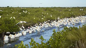 Miispecies Prints: Avian feeding frenzy with a flock of White Pelicans (Pelecanus erythrorhynchos) swimming