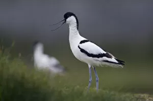 Images Dated 22nd May 2009: Avocet (Recurvirostra avosetta) calling, Texel, Netherlands, May 2009