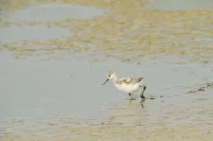 Avocet (Recurvirostra avosetta) chick in drying pool on grazing marsh, Elmley marshes