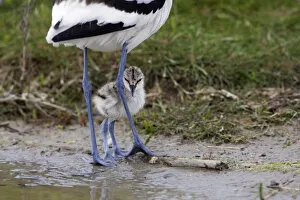 Images Dated 22nd May 2009: Avocet (Recurvirostra avosetta) chick standing behind parents legs, Texel, Netherlands