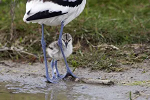 Legs Prints: Avocet (Recurvirostra avosetta) chick standing behind parents legs, Texel, Netherlands