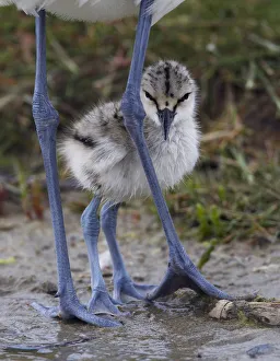 Avocet (Recurvirostra avosetta) chick standing behind parents legs, Texel, Netherlands