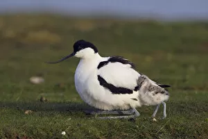 Images Dated 19th May 2009: Avocet (Recurvirostra avosetta) with chick, Texel, Netherlands, May 2009