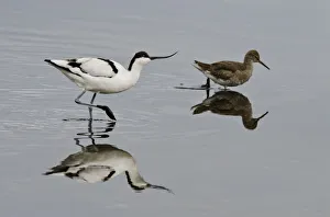 Waders Prints: Avocet (Recurvirostra avosetta) feeding along side a Redshank (Tringa totanus)