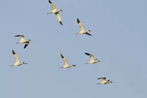 Images Dated 2nd October 2011: Avocet (Recurvirostra avosetta) flock in flight, Elmley marshes, RSPB Greater Thames