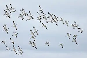 Recurvirostridae Prints: Avocet (Recurvirostra avosetta) flock in flight, Cley Marshes, Norfolk, UK. March