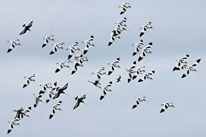 Recurvirostridae Prints: Avocet (Recurvirostra avosetta) flock in flight, Cley Marshes, Norfolk, UK. March